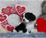 Small Photo #4 Cavalier King Charles Spaniel Puppy For Sale in MARCELLUS, MI, USA