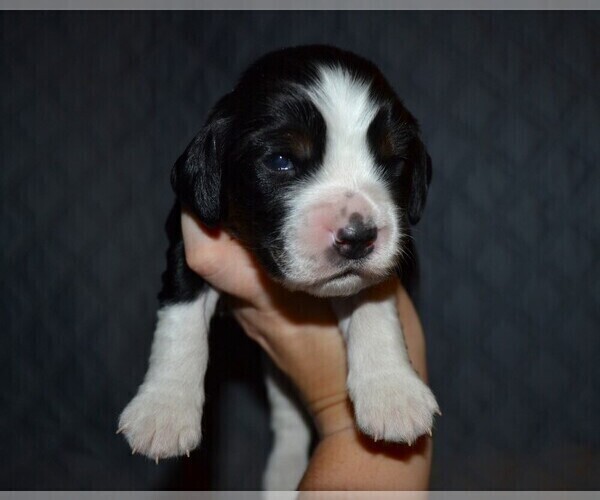 Medium Photo #7 English Springer Spaniel Puppy For Sale in LITCHFIELD, MN, USA