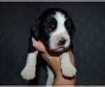Small Photo #20 English Springer Spaniel Puppy For Sale in LITCHFIELD, MN, USA