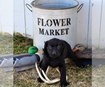 Puppy Hank Labrador Retriever