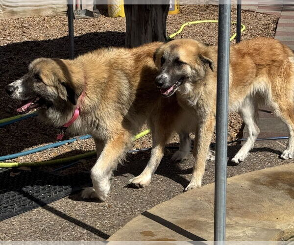 Medium Photo #4 Anatolian Shepherd-Unknown Mix Puppy For Sale in Houston, TX, USA
