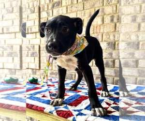 Bulldog-Catahoula Leopard Dog Mix Dogs for adoption in Munford, TN, USA