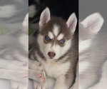 Small #1 Siberian Husky