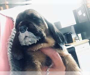 Basset Hound Puppy for sale in GOODSPRING, TN, USA