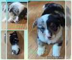 Small Pembroke Welsh Corgi