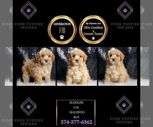 Maltipoo Puppy for sale in WARSAW, IN, USA
