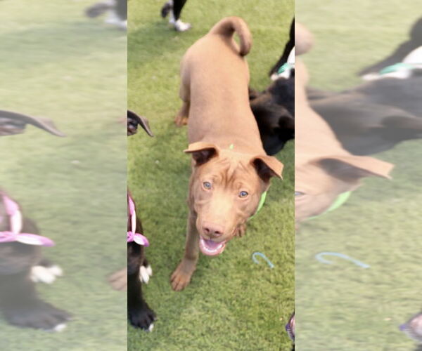 Medium Photo #12 Labrador Retriever-Unknown Mix Puppy For Sale in Dana Point, CA, USA