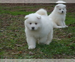 Small Photo #8 Samoyed Puppy For Sale in BAXTER, TN, USA
