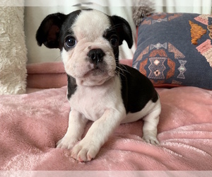 French Bulldog Puppy for sale in CHARLESTON, SC, USA