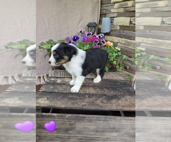 Medium Photo #5 Australian Shepherd Puppy For Sale in SALISBURY, PA, USA
