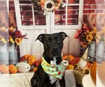 Hydra - Female Mutt Dog for Adoption - Small photo