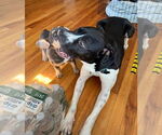 Small #5 American Pit Bull Terrier