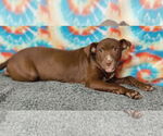 Small #7 American Pit Bull Terrier-Labrador Retriever Mix