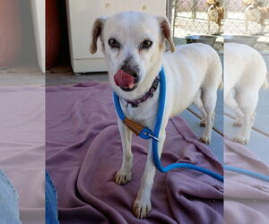 Beagle-Chihuahua Mix Dogs for adoption in Apple Valley, CA, USA