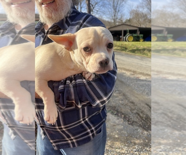 Medium Photo #81 French Bullhuahua Puppy For Sale in SPRAGGS, PA, USA