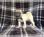 Small #9 Pug