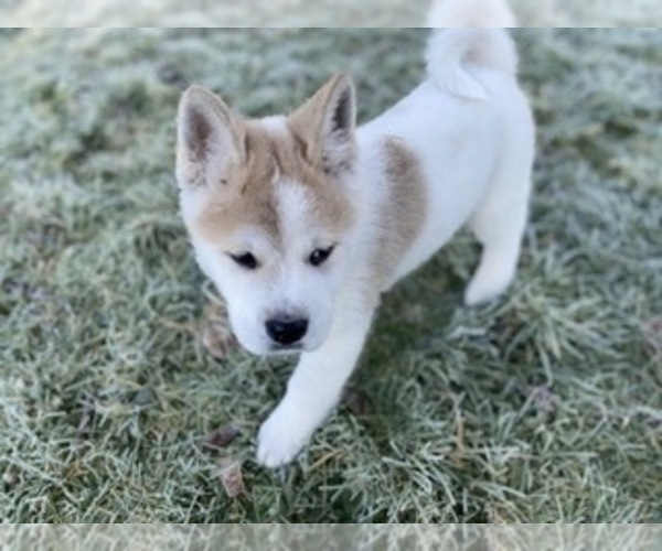 Medium Photo #2 Akita Puppy For Sale in COSMOPOLIS, WA, USA