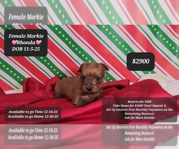 Medium Photo #1 Morkie Puppy For Sale in TUCSON, AZ, USA