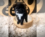 Small Pomapoo (Toy)