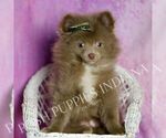 Small Photo #9 Pomeranian Puppy For Sale in WARSAW, IN, USA