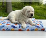 Small #3 Labrador Retriever