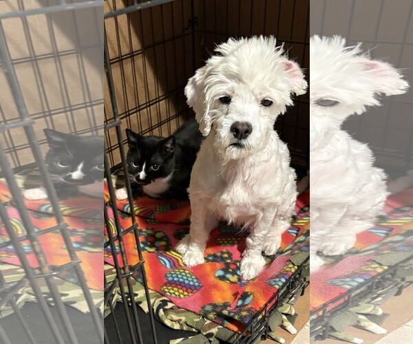 Medium Photo #2 Maltese-Unknown Mix Puppy For Sale in Missouri City, TX, USA