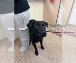 Small #4 Labrador Retriever