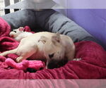 Small #31 Labrador Retriever Mix