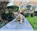 Small #136 French Bulldog