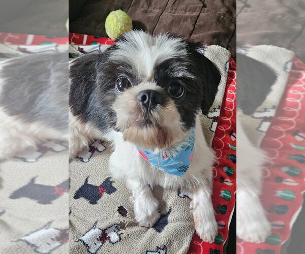 Medium Photo #1 Shih Tzu-Unknown Mix Puppy For Sale in Lakewood, CO, USA