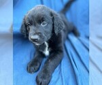 Puppy AP Border Collie-Golden Retriever Mix