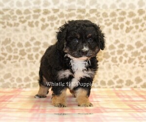 Miniature Bernedoodle Puppy for sale in DENVER, PA, USA