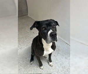 Mutt Dogs for adoption in Lodi, CA, USA