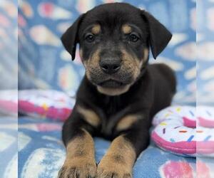 Labrador Retriever-Unknown Mix Dogs for adoption in San Diego, CA, USA