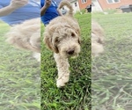 Puppy Cookie Goldendoodle