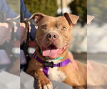 Small #1 American Staffordshire Terrier Mix