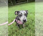 Small #1 Mutt