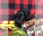 Small Photo #12 Doberman Pinscher Puppy For Sale in WESTON, WI, USA
