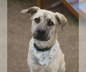 American Staffordshire Terrier-Unknown Mix Dogs for adoption in San Antonio, TX, USA