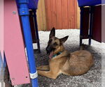 Small #7 German Shepherd Dog Mix