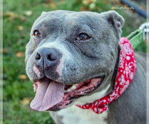 Mutt Dogs for adoption in GILBERTS, IL, USA