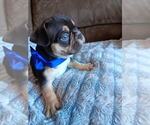 Puppy Puppy 1 French Bulldog