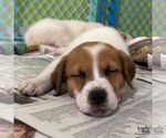 Small #3 Labrador Retriever Mix