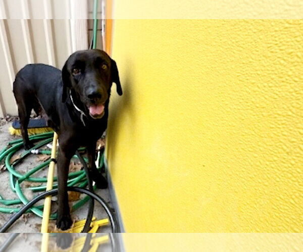Medium Photo #11 Labrador Retriever-Unknown Mix Puppy For Sale in Houston, TX, USA