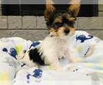 Puppy Puppy 2 Yorkshire Terrier