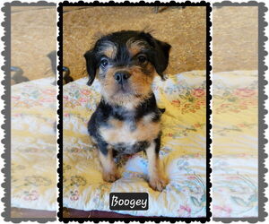 Mutt Dogs for adoption in Granbury, TX, USA