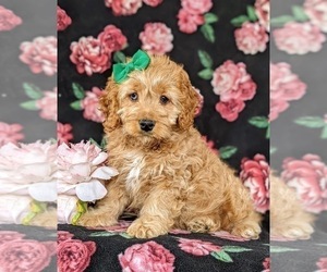 Cocker Spaniel-Poodle (Miniature) Mix Puppy for sale in NEW HOLLAND, PA, USA