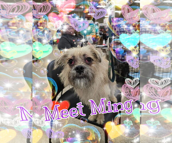 Medium Photo #1 Pug-Shih Tzu Mix Puppy For Sale in Pipe Creek, TX, USA