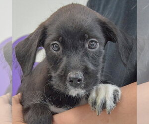 Carlie - Female Mutt Dog for Adoption - Photo #5
