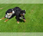 Small Photo #3 Bernese Mountain Dog Puppy For Sale in GREENWOOD, WI, USA